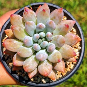xPachyveria Angel's Finger M