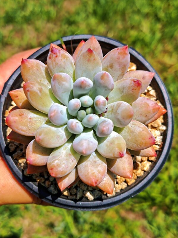 xPachyveria Angel's Finger M