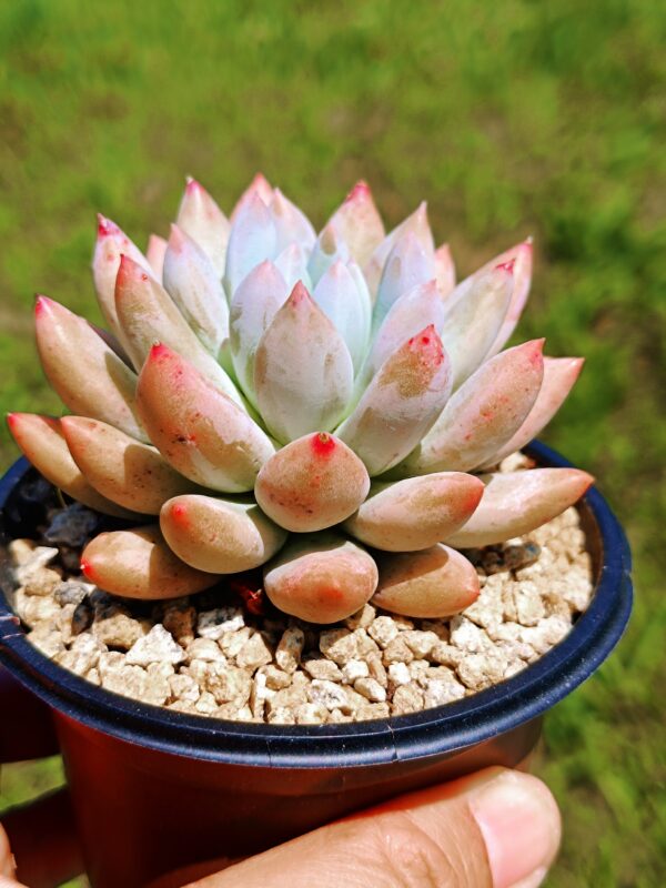 xPachyveria Angel's Finger M – Image 2
