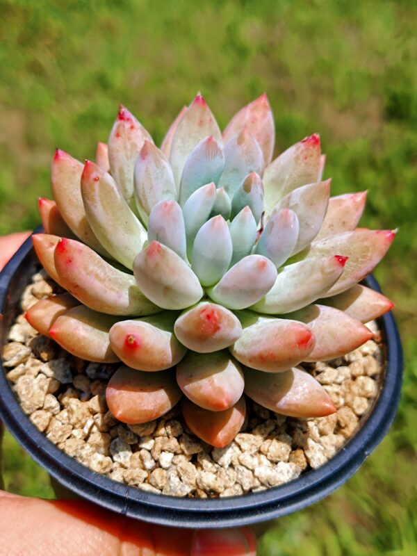 xPachyveria Angel's Finger M – Image 3