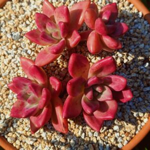 xPachyveria Hephaestus Cluster B