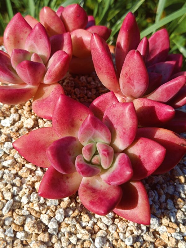 xPachyveria Hephaestus Cluster B – Image 3