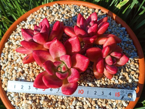 xPachyveria Hephaestus Cluster B – Image 2