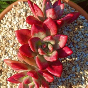 xPachyveria Hephaestus Cluster A