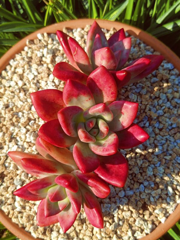 xPachyveria Hephaestus Cluster A