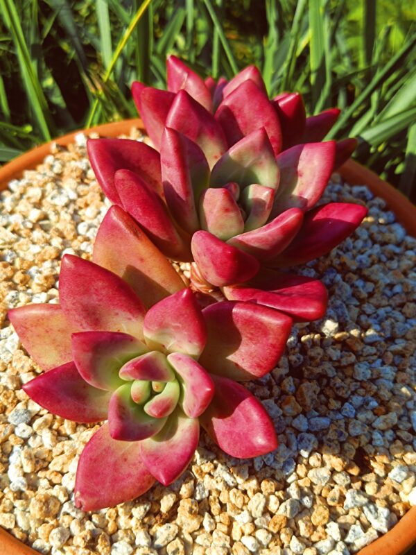 xPachyveria Hephaestus Cluster A – Image 2