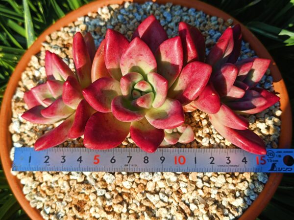xPachyveria Hephaestus Cluster A – Image 4