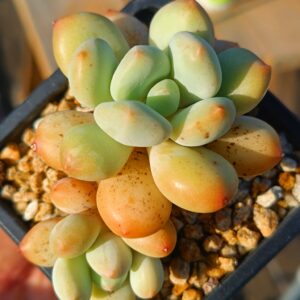 xPachyveria Sugar Baby double tête