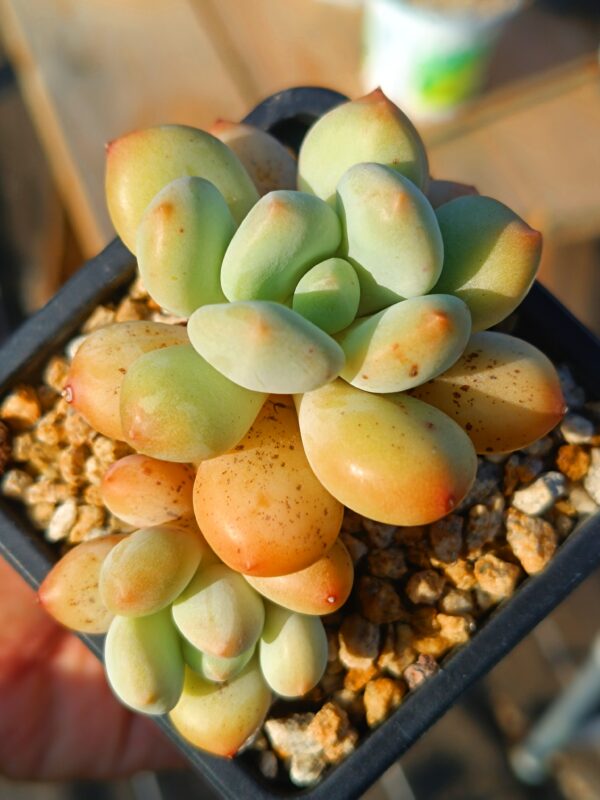 xPachyveria Sugar Baby double tête
