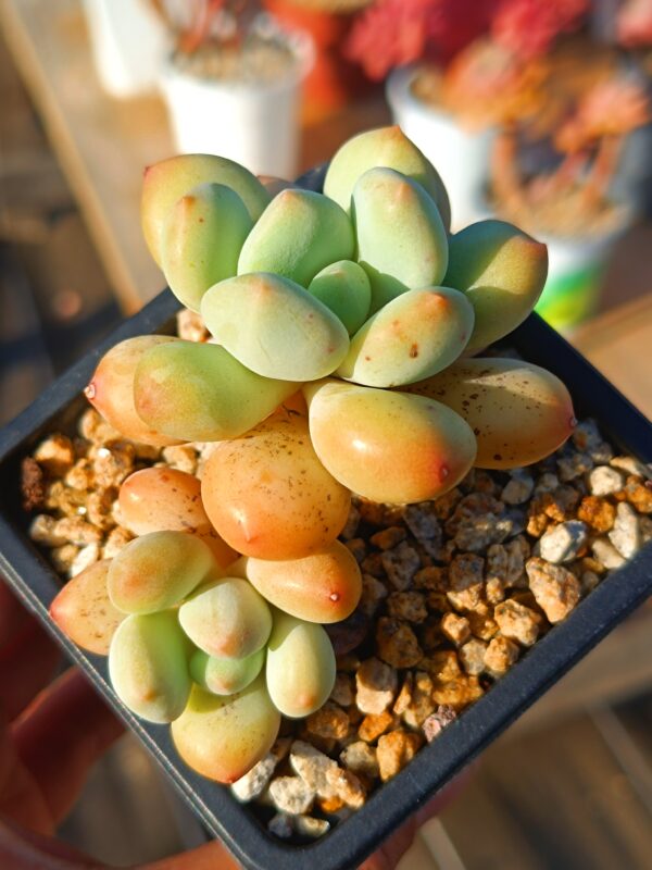 xPachyveria Sugar Baby double tête – Image 2
