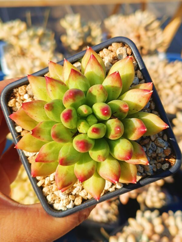 Pachyphytum Yanzi S – Image 2