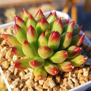 Pachyphytum Yanzi S