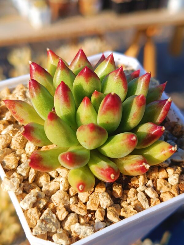 Pachyphytum Yanzi S