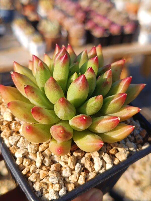 Pachyphytum Yanzi S – Image 3