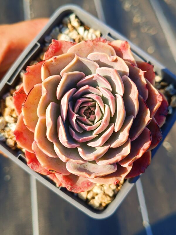 Echeveria Godsend