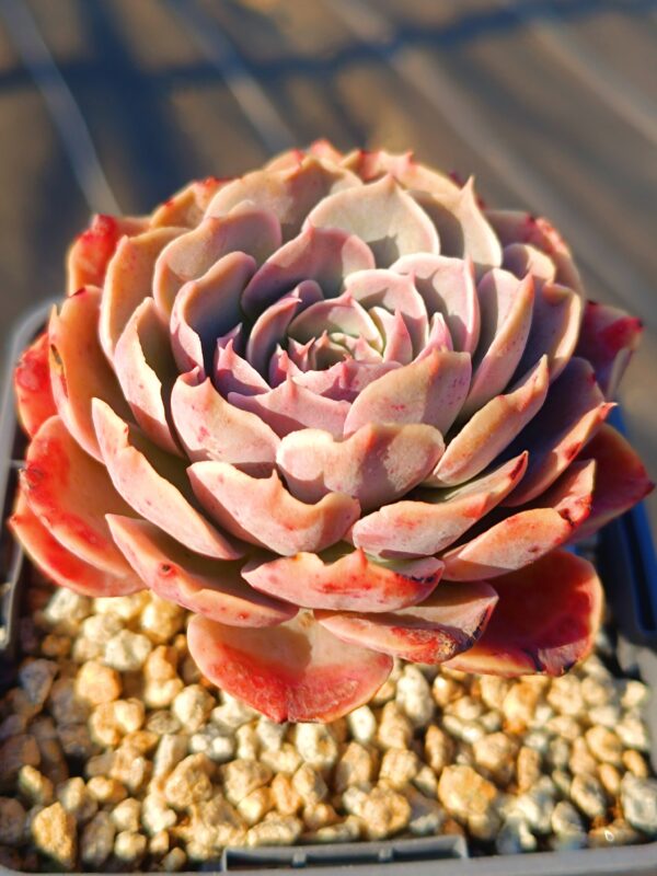 Echeveria Godsend – Image 2