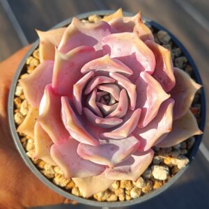 Echeveria Lilacina