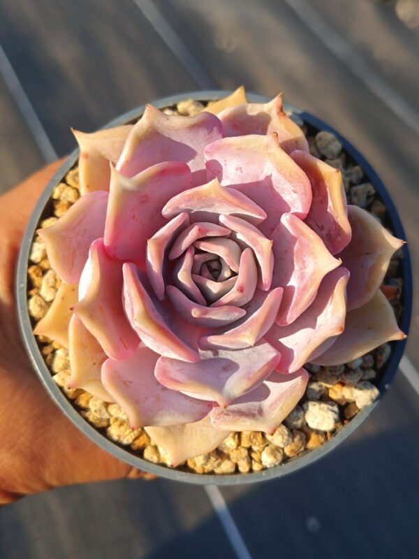 Echeveria Lilacina