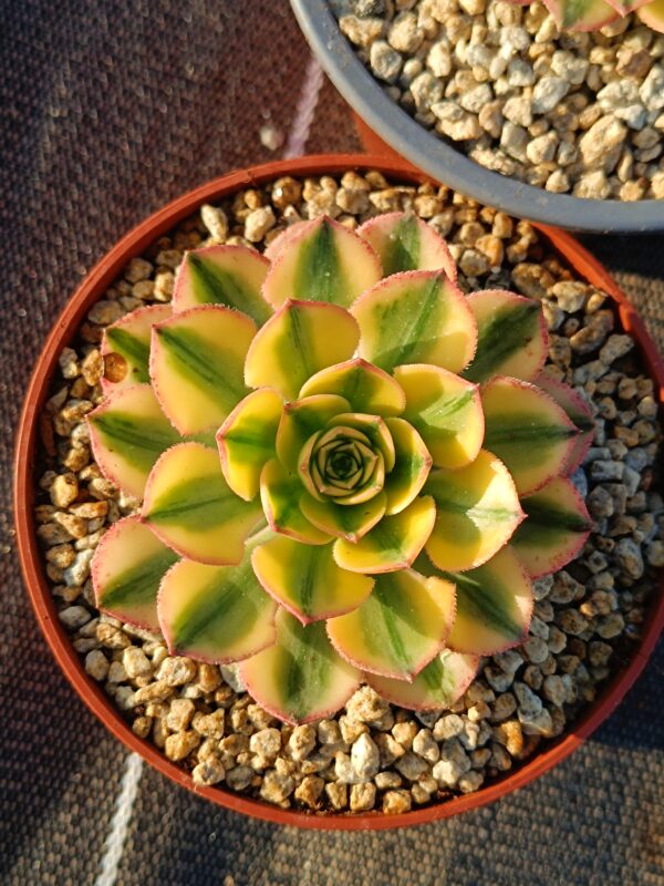 Aeonium Sun God – Image 4