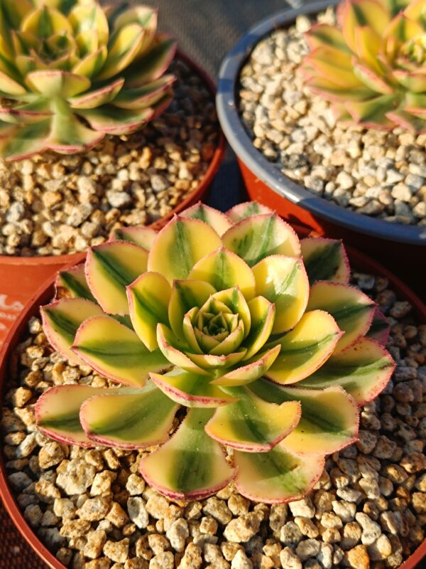 Aeonium Sun God – Image 3