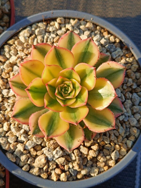 Aeonium Sun God – Image 2