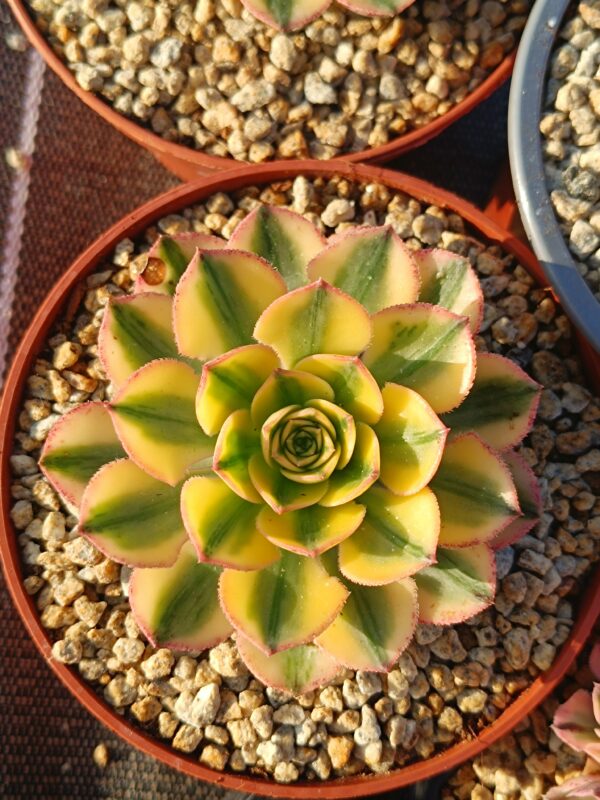 Aeonium Sun God