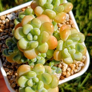 Graptosedum Rococo cluster