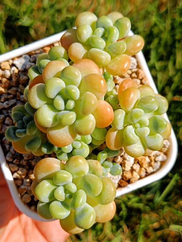 Graptosedum Rococo cluster