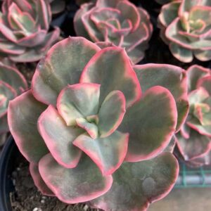 Echeveria Suyon Blue Variegata XL