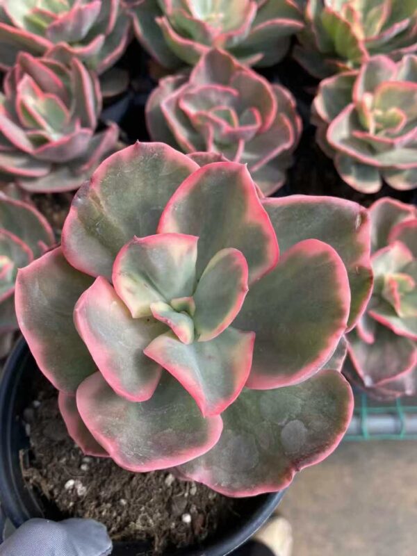 Echeveria Suyon Blue Variegata XL