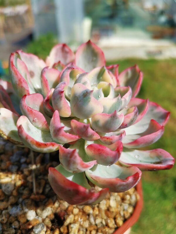 Echeveria No Trace of Tears variegata – Image 2