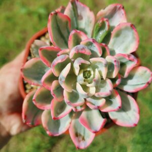Echeveria No Trace of Tears variegata