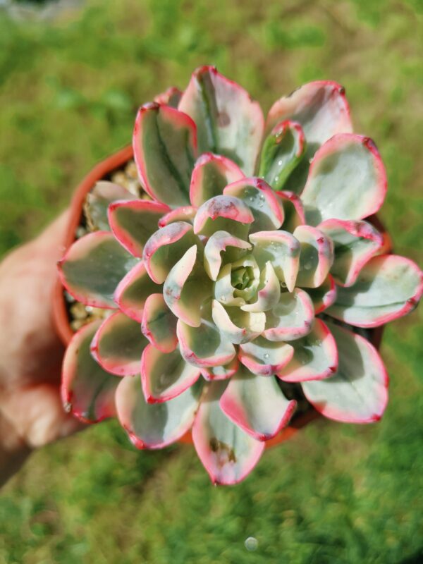 Echeveria No Trace of Tears variegata