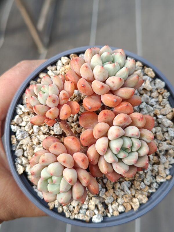 Graptoveria Snow Peach cluster – Image 4