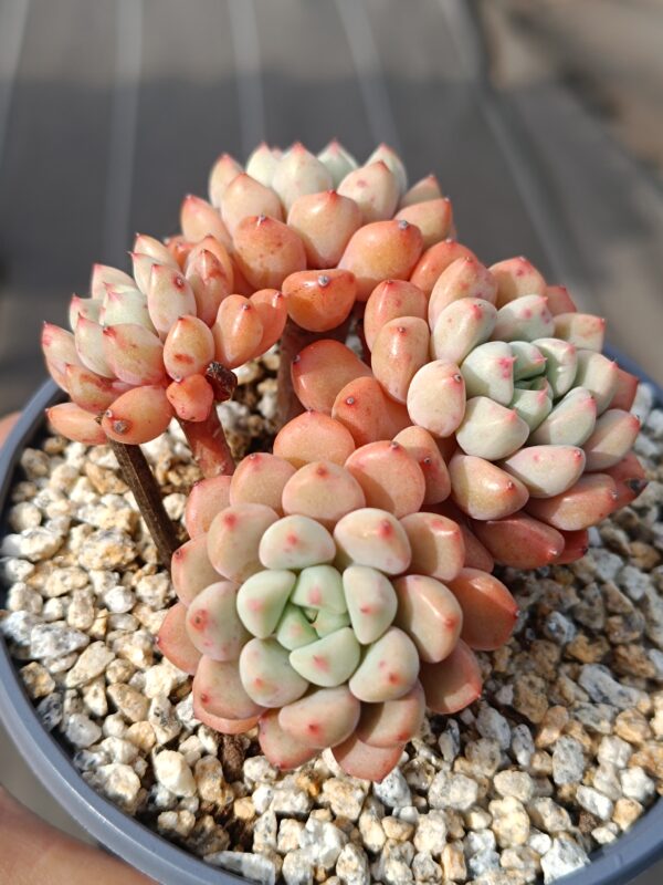Graptoveria Snow Peach cluster – Image 3
