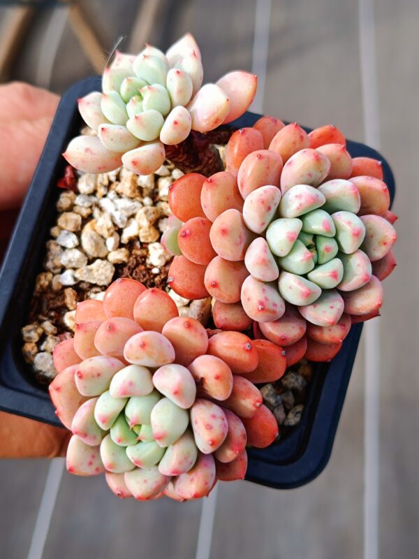 Graptoveria Snow Peach cluster – Image 2
