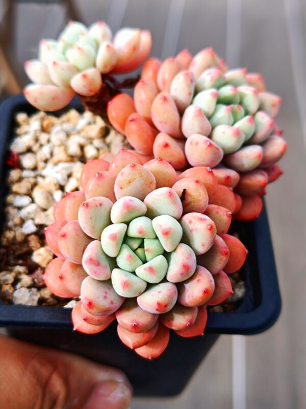 Graptoveria Snow Peach cluster