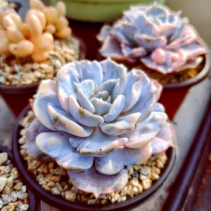 Echeveria Lilacina variegata