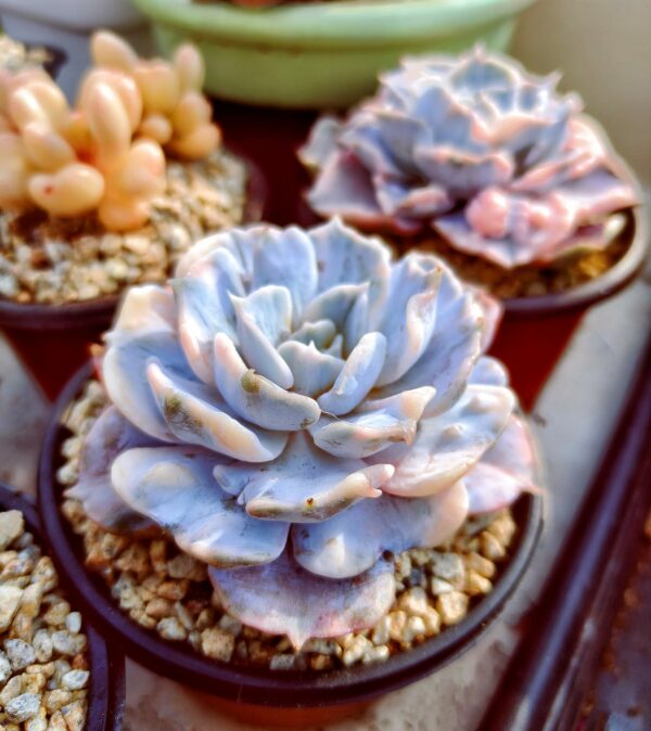 Echeveria Lilacina variegata