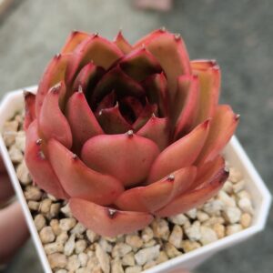 Echeveria agavoïde Red Light
