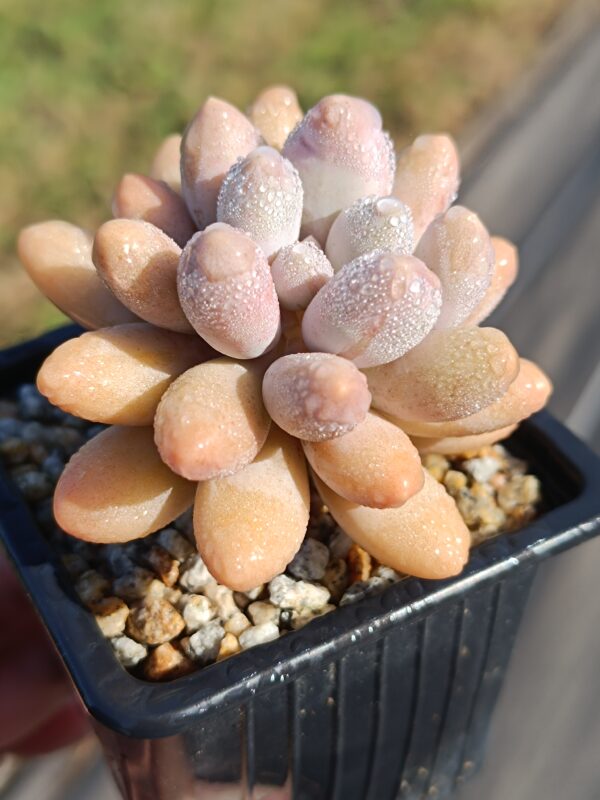 Pachyphytum Pink Lover – Image 2