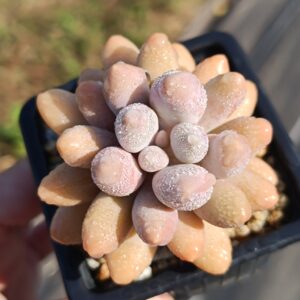 Pachyphytum Pink Lover