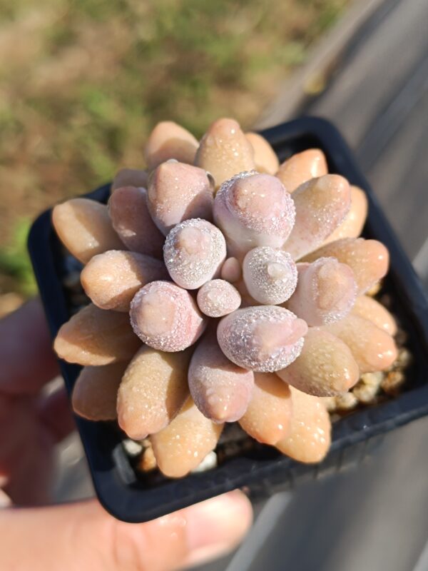 Pachyphytum Pink Lover