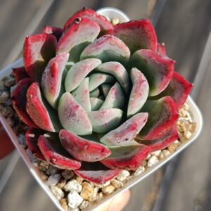 Echeveria Lighthouse