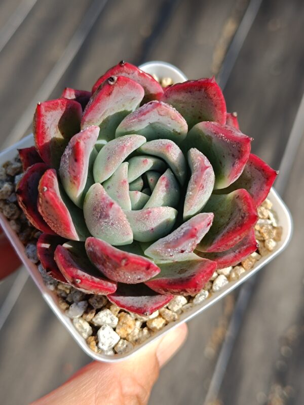 Echeveria Lighthouse