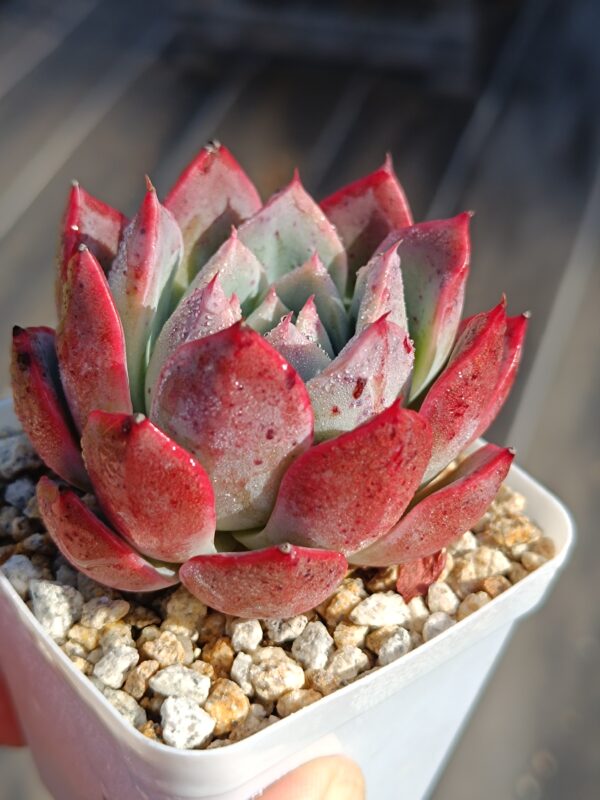 Echeveria Lighthouse – Image 2