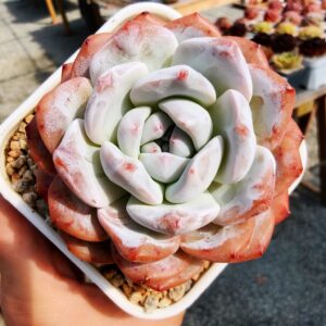 Echeveria Snow Monroe