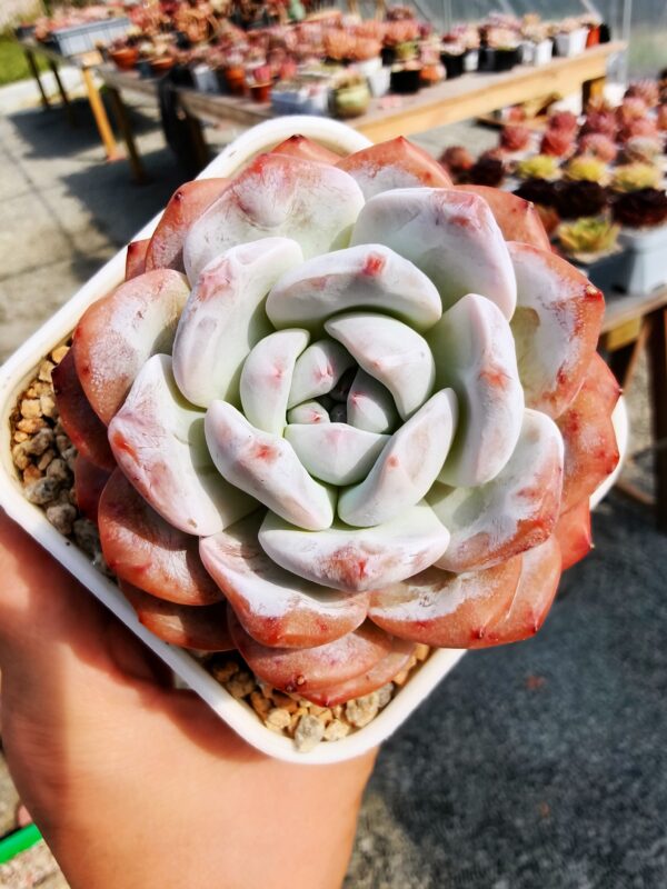 Echeveria Snow Monroe