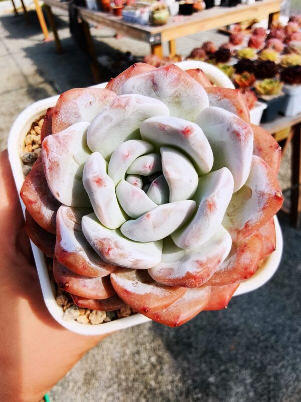 Echeveria Snow Monroe – Image 2
