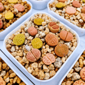 Lithops mix